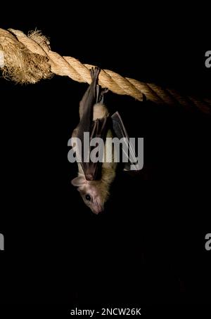 Egyptian fruit bat (Rousettus aegyptiacus) also known as Egyptian rousette, Cotswald Wildlife Park. April 2022 Stock Photo