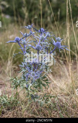 Bluish amethyst eryngo (latin name: Eryngium amethystinum) in northern Montenegro Stock Photo