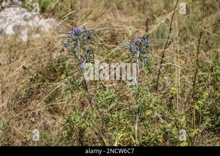 Bluish amethyst eryngo (latin name: Eryngium amethystinum) in northern Montenegro Stock Photo