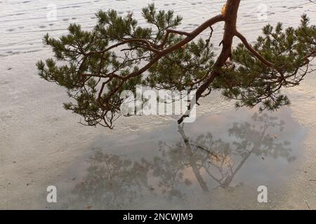 Tree branch reflecting on water on frozen lake surface. Stock Photo