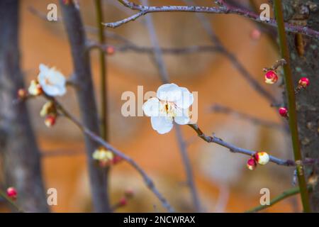 A branch of a blossoming fruit tree. Pink and red stylized flowers of plum mei, wild apricots and sakura. Watercolor and ink illustration in style sum Stock Photo