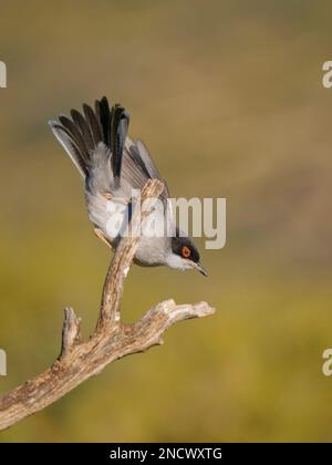 Sardinian Warbler - male Sylvia melanocephala Valencia, Spain BI035876 Stock Photo