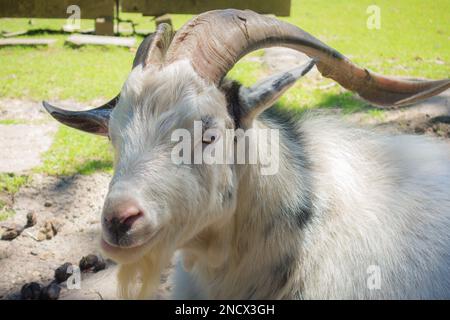 A portrait of a cute American Pygmy animal in the park on a sunny day Stock Photo