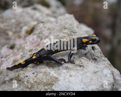 Salamandra salamandra, Fire Salamander on a rock in Croatia Stock Photo