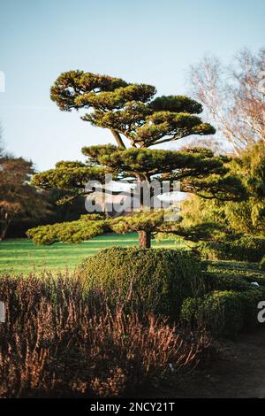 Pinus contorta in a chinese garden Stock Photo