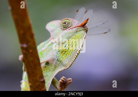 Close-up of a chameleon eating an insect, Indonesia Stock Photo