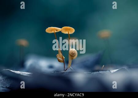 Close-Up of two snails on mushrooms growing on forest floor, Indonesia Stock Photo