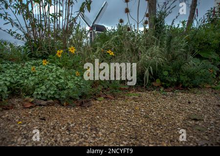 17 October 2020 Leiden, Netherlands, Flowers and blurry image of the Molen De Put, South Netherlands landmark, Rembrandt's windmill built in Leiden by Stock Photo