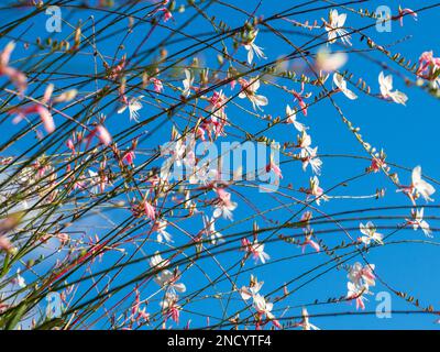 Pink and White  Whirling Butterfly Flowers against blue sky  in an Australian cottage garden Stock Photo