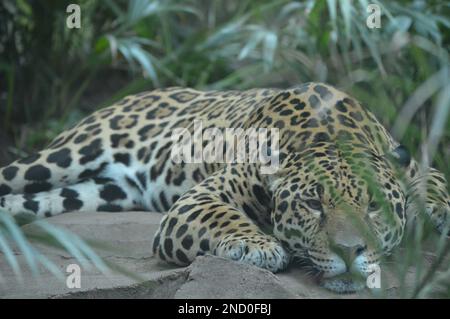 A gorgeous jaguar laying on the ground and resting its face on rocks with eyes open in a jungle Stock Photo