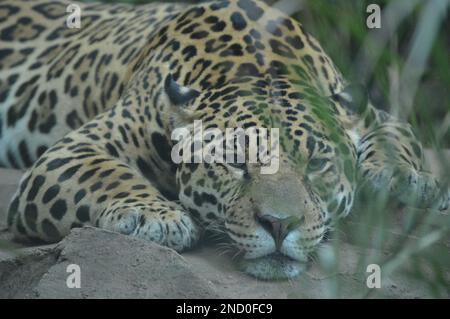 A closeup of a gorgeous jaguar laying on the ground and resting its face on rocks with eyes open in a jungle Stock Photo