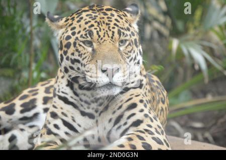 A beautiful jaguar laying on the ground and looking down in a sunny jungle Stock Photo
