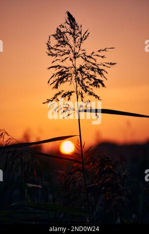 The sun setting behind tall grass Stock Photo