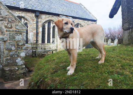 Yellow Labrador Retriever standing in the churchyard at Gunwalloe, Cornwall, UK - John Gollop Stock Photo