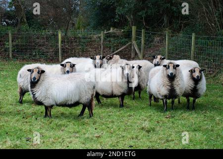 The Badger Face Welsh Mountain is a distinct variety of the Welsh Mountain breed of domestic sheep bred for sheep farming in Wales. Stock Photo