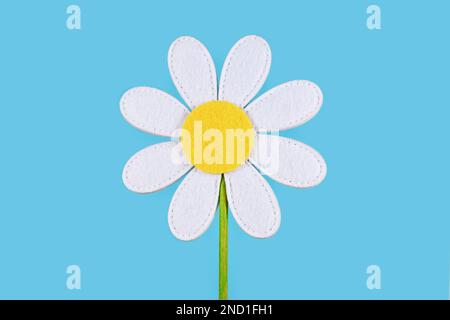 Single felt daisy flower on blue background Stock Photo