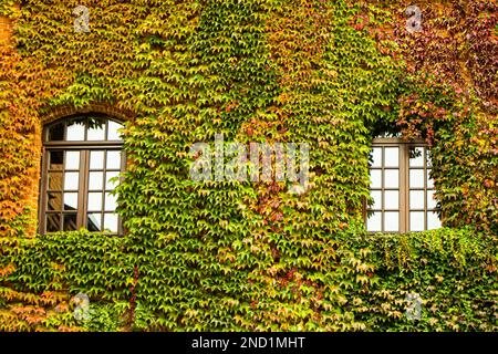 The window of the house is overgrown with ivy. Green, red and yellow leaf. Facade of the building with windows braided with plants. Facade autumn eco house evergreen hedge wall overgrown wild grapes Stock Photo