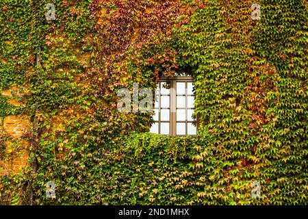 The window of the house is overgrown with ivy. Green, red and yellow leaf. Facade of the building with windows braided with plants. Facade autumn eco house evergreen hedge wall overgrown wild grapes Stock Photo
