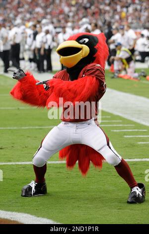 Arizona Cardinals on X: Happy #NationalMascotDay to the best