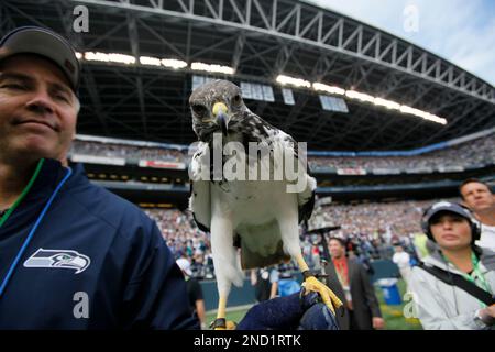 Taima, an Auger hawk that is the Seattle Seahawks live mascot, flies before  an NFL football game against the New York Jets, Sunday, Jan. 1, 2023, in  Seattle. (AP Photo/Ted S. Warren