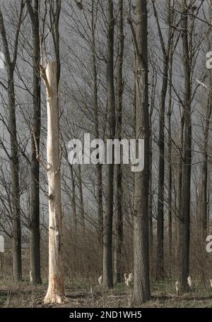 poplar in the winter Stock Photo