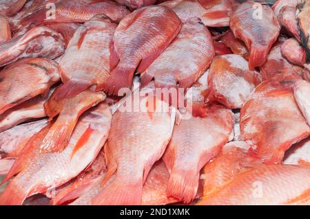 Fish, red tilapia or red mojarra (Oreochromis). Stock Photo