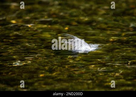 White feather floating in green water of pond on sunny day in nature Stock Photo