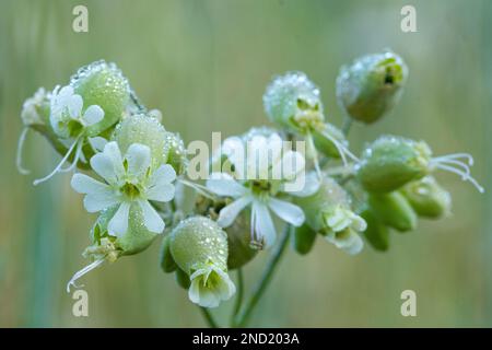 Delicate white Silene latifolia flowers with thin stems growing in forest against blurred background Stock Photo