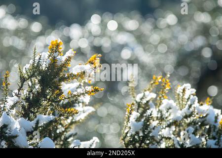 Coniferous tree branches with yellow flowers covered wit snow on sunny winter day in forest Stock Photo