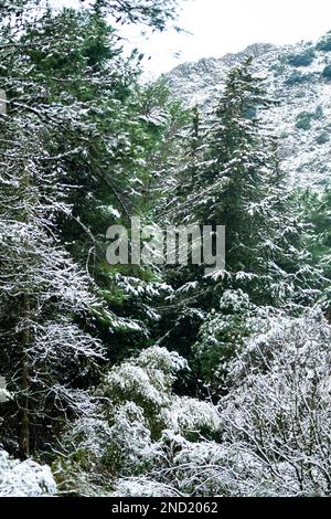 Green coniferous tree branches covered with snow in winter forest on cold day Stock Photo