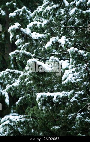 Green coniferous tree branches covered with snow in winter forest on cold day Stock Photo