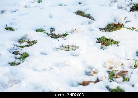 Green grassy lawn covered with snow in winter day during daytime in nature Stock Photo