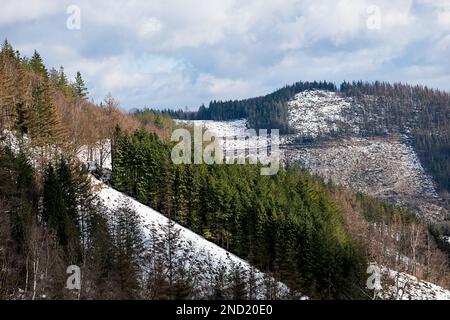Picturesque scenery of evergreen trees growing on slope covered with snow in winter forest under cloudy sky in daytime Stock Photo
