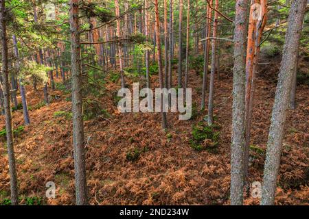 Dry leaves falling from tall thin trees over path on windy autumn day in woodland Stock Photo