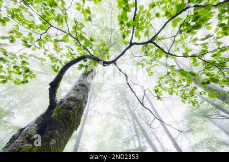 From below of tall old tree covered with moss growing in woods on foggy day Stock Photo
