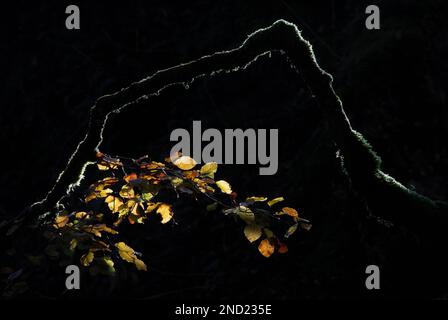 Bright yellow leaves growing on black tree branch against black background in nature Stock Photo