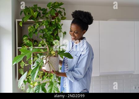 Happy pleased young African woman holding potted Philodendron plant enjoying home gardening Stock Photo