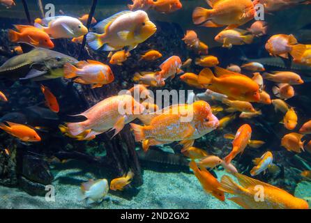 Diversity of tropical fish in exotic decorative aquarium. View of Amphilophus citrinellus fish Stock Photo