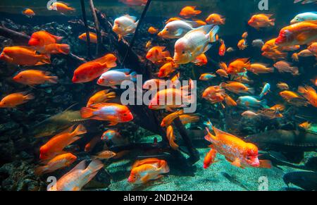 Diversity of tropical fish in exotic decorative aquarium. View of Amphilophus citrinellus fish Stock Photo