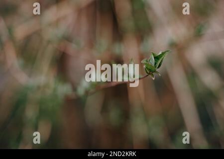 the first green leaves on a branch in the forest. Springtime. Shallow depth of field. Stock Photo