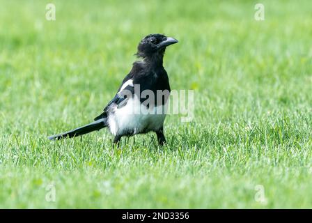 black-billed magpie or north American magpie, Picus hudsonia, single adult feeding while standing on lawn, Jasper, Rocky Mountains, Canada Stock Photo