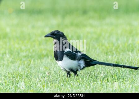 black-billed magpie or north American magpie, Picus hudsonia, single adult feeding while standing on lawn, Jasper, Rocky Mountains, Canada Stock Photo