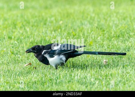 black-billed magpie or north American magpie, Picus hudsonia, single adult feeding while standing on lawn, Jasper, Rocky Mountains, Canada Stock Photo