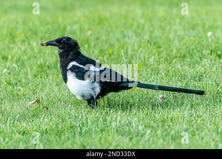 black-billed magpie or north American magpie, Picus hudsonia, single adult feeding while standing on lawn, Jasper, Rocky Mountains, Canada Stock Photo