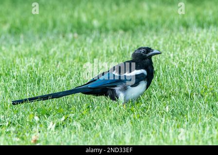 black-billed magpie or north American magpie, Picus hudsonia, single adult feeding while standing on lawn, Jasper, Rocky Mountains, Canada Stock Photo