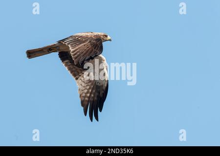 booted eagle, Hieraaetus pennatus, single pale phase adult in flight, Coto Donana, Andalucia, Spain Stock Photo