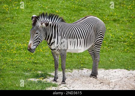 Grevy's zebra (Equus grevyi) in African plains enclosure at Edinburgh Zoo, Scotland, UK Stock Photo