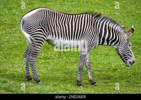 Grevy's zebra (Equus grevyi) in African plains enclosure at Edinburgh Zoo, Scotland, UK Stock Photo