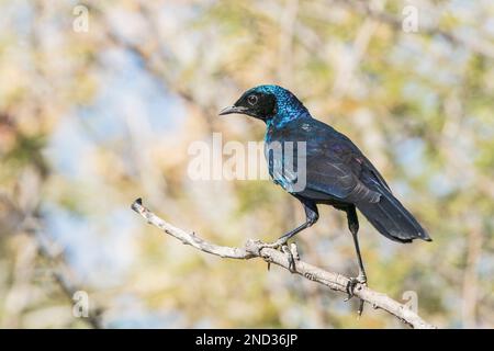 Burchell's starling or Burchell's glossy-starling, Lamprotornis australis, single adult perched in tree, Etosha National Park, Namibia Stock Photo