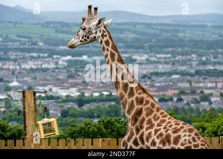 A male Nubian Giraffe takes in the view of the Edinburgh skyline from his new outdoor enclosure at Edinburgh Zoo in Scotland, UK Stock Photo